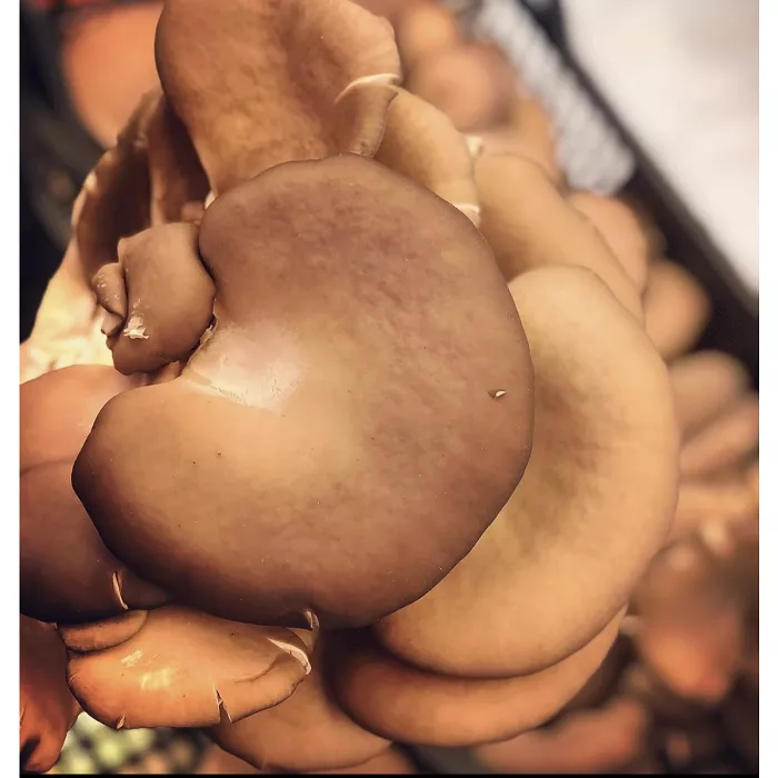 Pleurotus