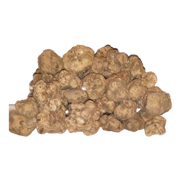 Tartufo bianco (tuber magnatum)